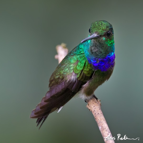 Purple-chested Hummingbird